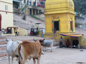 Holly Cow Varanasi